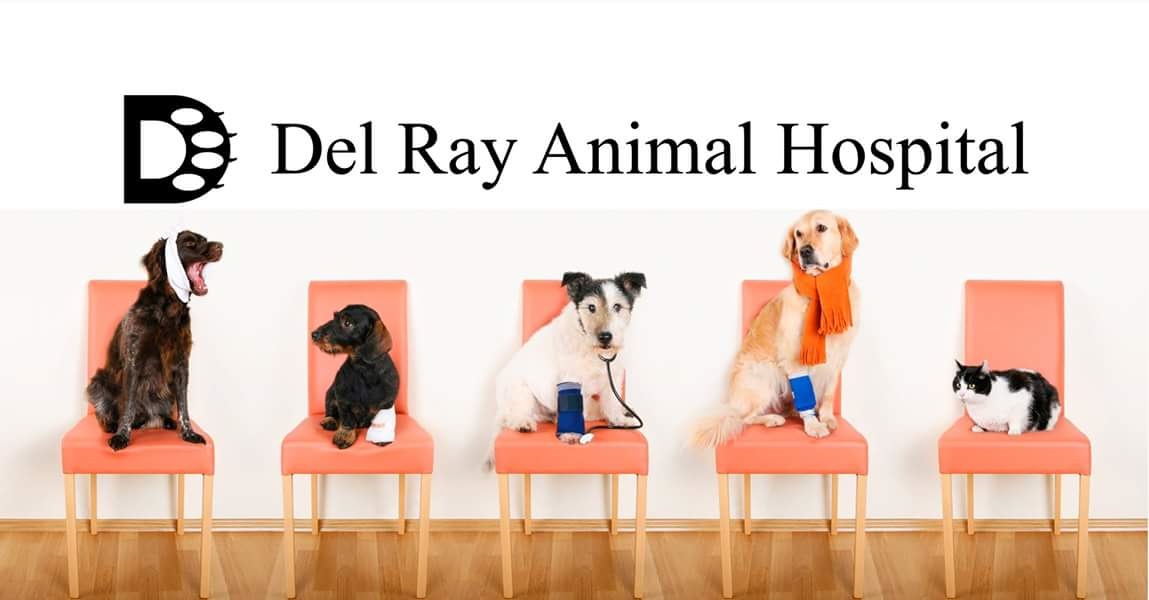 old town pet hospital