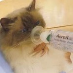 feline asthma pic